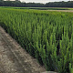Taxus media 'Hillii' 100 cm met kluit