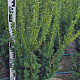 Taxus media 'Hillii' 100 cm met kluit
