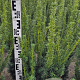 Taxus media 'Hillii' 100 cm met kluit