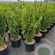 Taxus media 'Hillii' 60-80 cm 10L