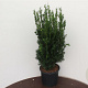 Taxus media 'Hillii' 60-80 cm 10L
