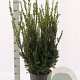 Taxus media 'Hillii' 80-100 cm 12L