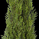 Thuja pl. 'Atrovirens' 100-125 cm met kluit