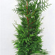 Thuja pl. 'Excelsa' 100-120 cm met kluit