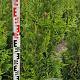 Thuja pl. 'Excelsa' 120-130 cm met kluit 