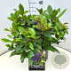Viburnum davidii 35-40 cm 10L