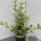 Viburnum farreri 40-60 cm 3,0L