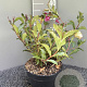 Weigela 'Rumba' 30-50 cm 5,0L