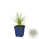 Stipa gigantea GM  P11
