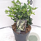 Sarcococca confusa 30-40 cm 2,0L