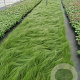 Stipa tenuissima 'Ponytails' GM P9