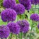 Allium 'Purple Sensation' GM 2,0L