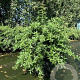 Berberis julianae 80-100 cm 12L