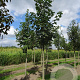 Acer pseudoplatanus 18-20 HO draadkluit