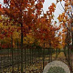Acer rubrum Indian Summer 16-18 HO draadkluit