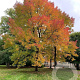 Fraxinus amer. 'Autumn Applause' 16-18 HO draadkluit