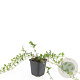 Vinca minor GM P9