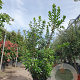 Arbutus unedo 125-150 cm 45L