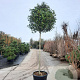 Photinia fraseri 'Red Robin' 180 cm stam container 14-16