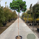 Pinus mugo mugo 180 cm stam 45L 14-16 lei 150x120