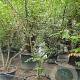 Zelkova serrata 250-300 cm container meerstammig