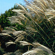 Miscanthus sin. 'Silberfeder' GM P9
