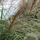Miscanthus sin. 'Silberfeder' GM P9