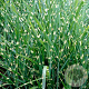 Miscanthus sin. 'Strictus' GM P9