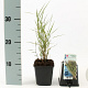 Phragmites australis GM P9