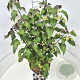Clerodendrum trichotomum fargesii 60-80 cm 10L