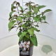 Clerodendrum trichotomum fargesii 60-80 cm 10L