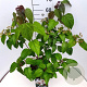 Clerodendrum trichotomum fargesii 60-80 cm 10L