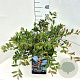 Distylium Blue Cascade 40-50 cm 10L