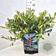 Distylium Blue Cascade 40-50 cm 10L