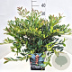 Distylium Blue Cascade 40-50 cm 10L