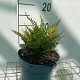 Dryopteris erythrosora prolifica GM 2,0L