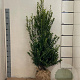 Ilex maximowicziana kanehirae 100-120 cm met kluit