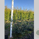 Osmanthus heterophyllus 60-80 cm met kluit