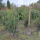 Osmanthus heterophyllus 60-80 cm met kluit