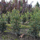 Osmanthus heterophyllus 60-80 cm met kluit