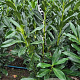 Prunus l. Elly 60-80 cm met kluit