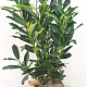 Prunus l. Elly 60-80 cm met kluit