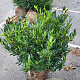Prunus l. 'Otto Luyken' 80-100 cm met kluit