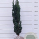 Taxus b. 'Fastigiata Robusta' 100-120 cm met kluit