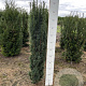 Taxus b. 'Fastigiata Robusta' 100-120 cm met kluit