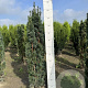 Taxus b. 'Fastigiata Robusta' 100-120 cm met kluit
