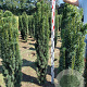 Taxus b. 'Fastigiata Robusta' 120-140 cm met kluit