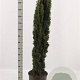 Taxus b. 'Fastigiata Robusta' 120-140 cm met kluit