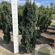 Taxus b. 'Fastigiata Robusta' 120-140 cm met kluit