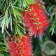 Callistemon brachyandrus GM  P11